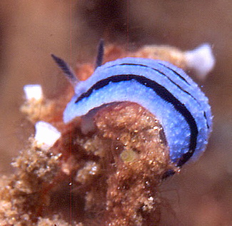  Phyllidiopsis annae (Sea Slug)